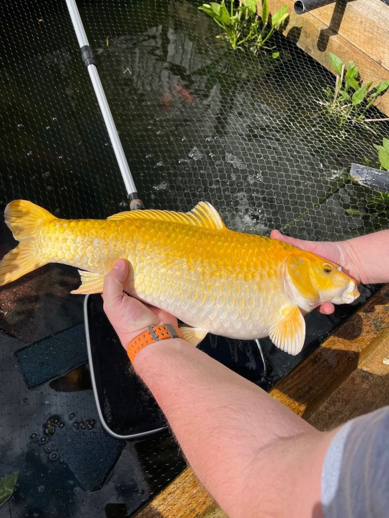 20” Koi carp 