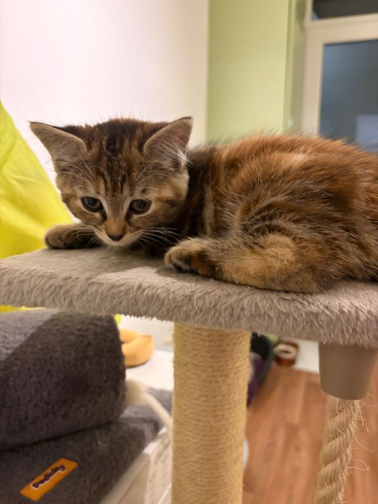 Kittens 