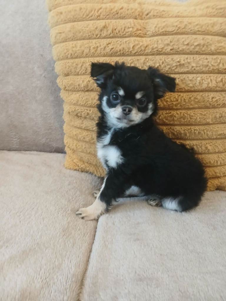 KC REGISTERED LONG COAT CHIHUAHUA PUPPIES 