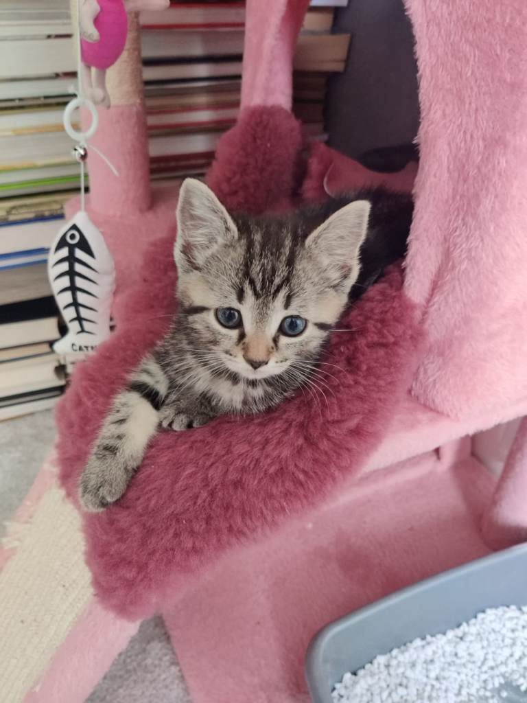 Beautiful 8 week old tabby kitten 