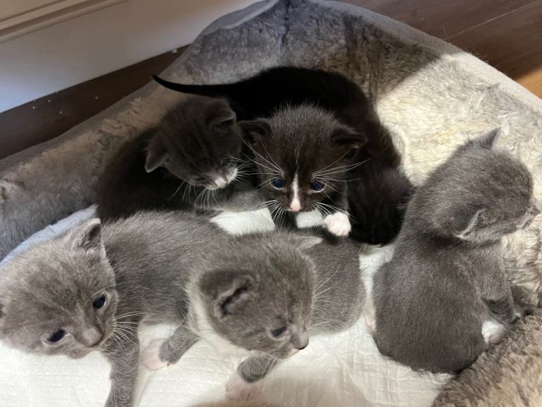 Kittens ready 2nd February 2026