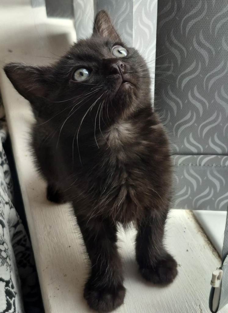 Kitten 