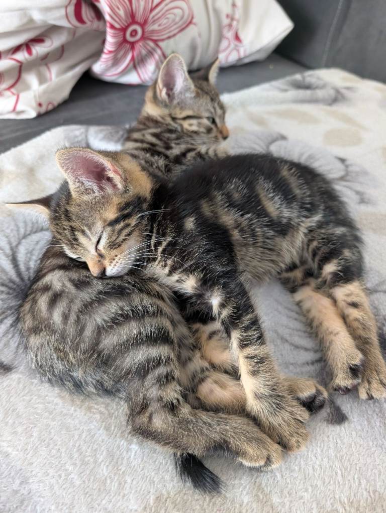 3 beautiful Kittens still for sale!