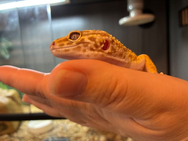 Leopard Gecko