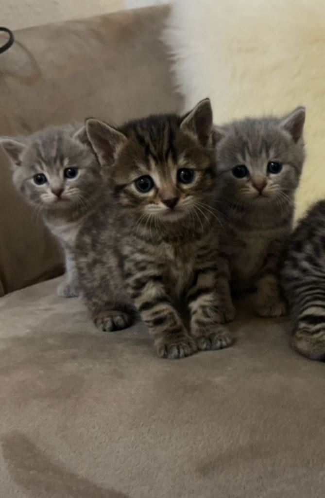 Bengal x British short hair kittens 