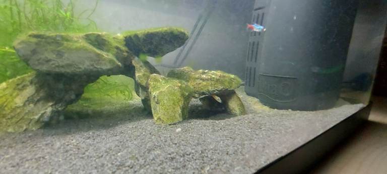 Various fish with babies for sale, tank can be sold also fir extra