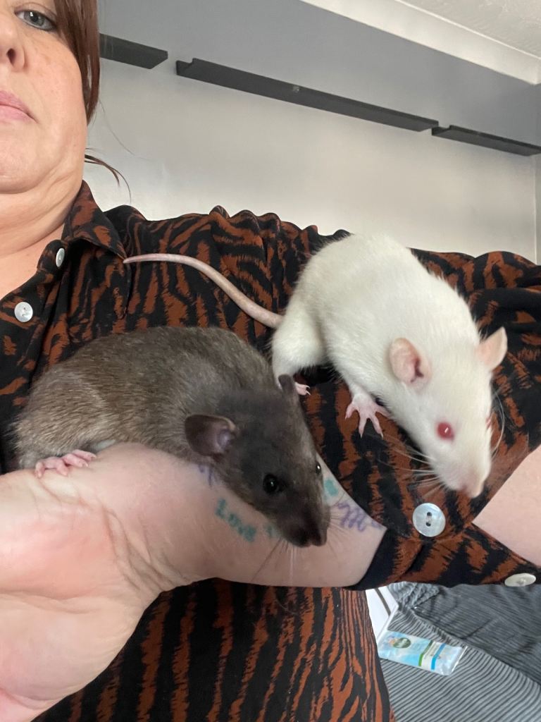 Baby female rats 