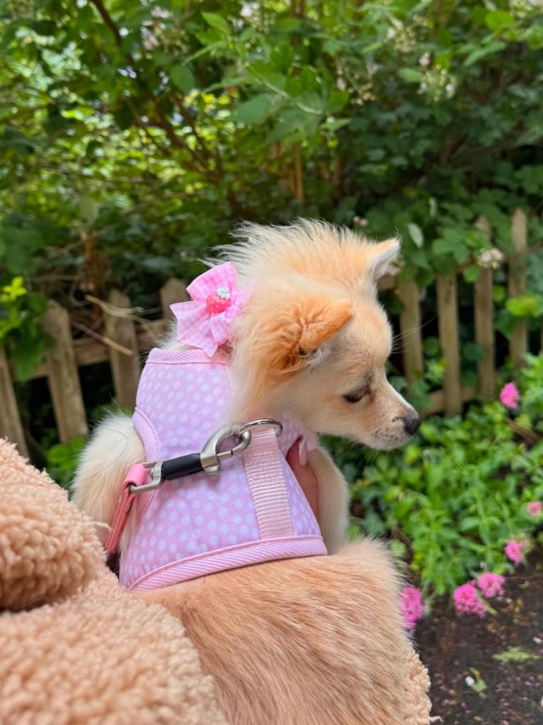 Pomchi 