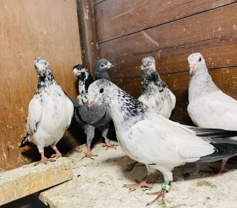 Pigeons Pakistani highflying 