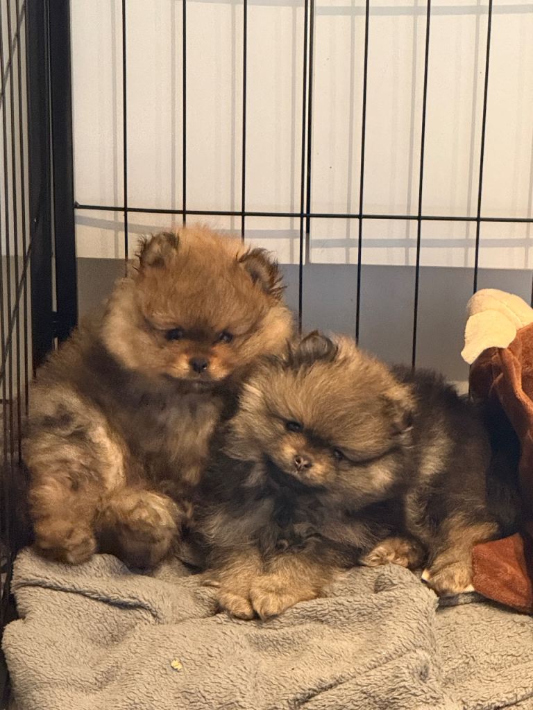 KC reg True teddybear Pom puppies Ready to go 