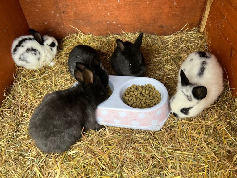 Lionhead rabbits 