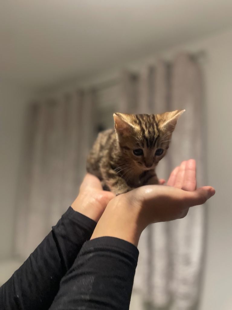 Beautiful most loving kittens for sale mixed colours 