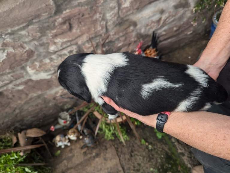 English Springer Spaniel Puppies 
