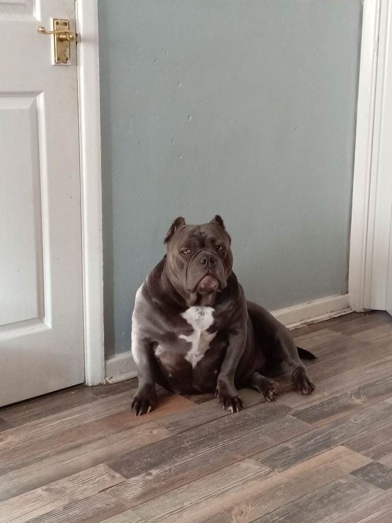 Excotic Bully