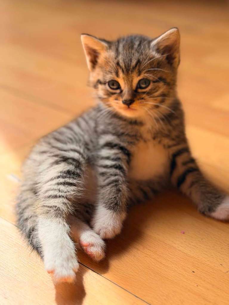 Tabby kittem for sale