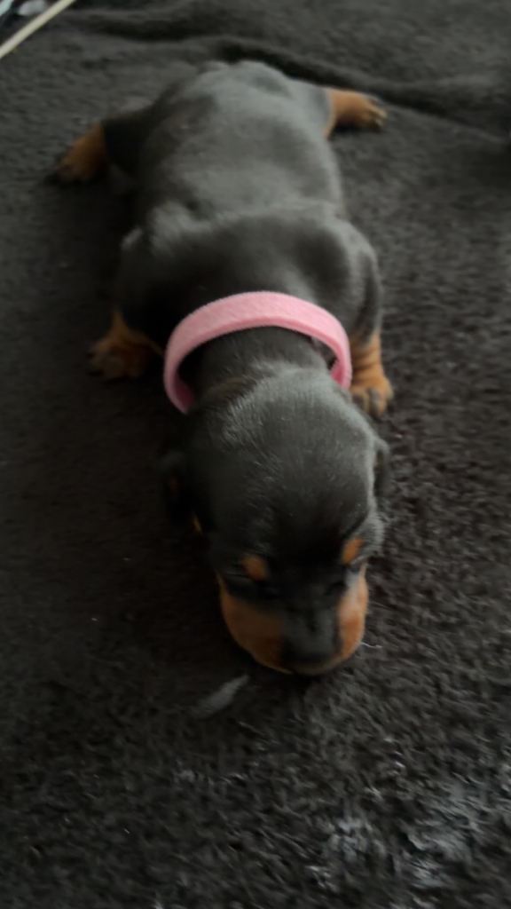 Miniature Dashshund puppies
