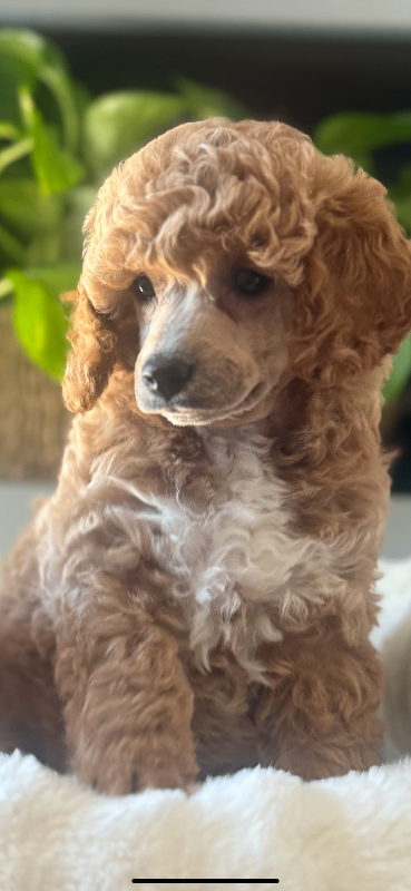 Poodle puppies ready to go 