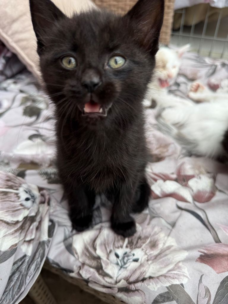 Two male kittens for sale 