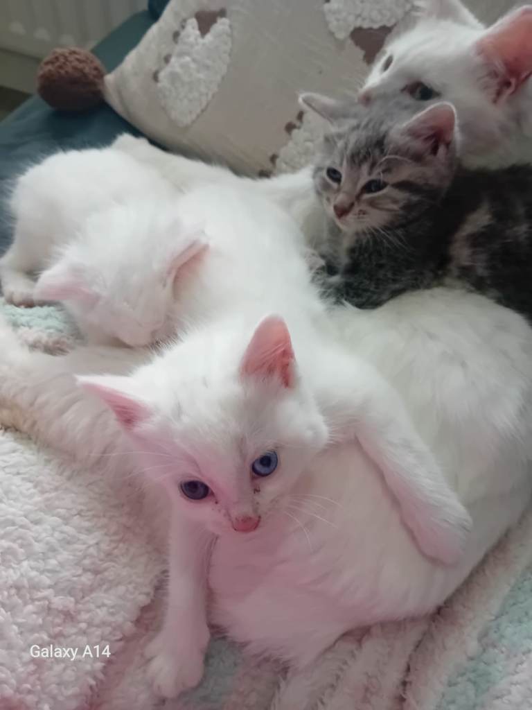 Kittens ready to go to their new home