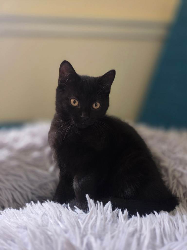 Kitten Black Boy