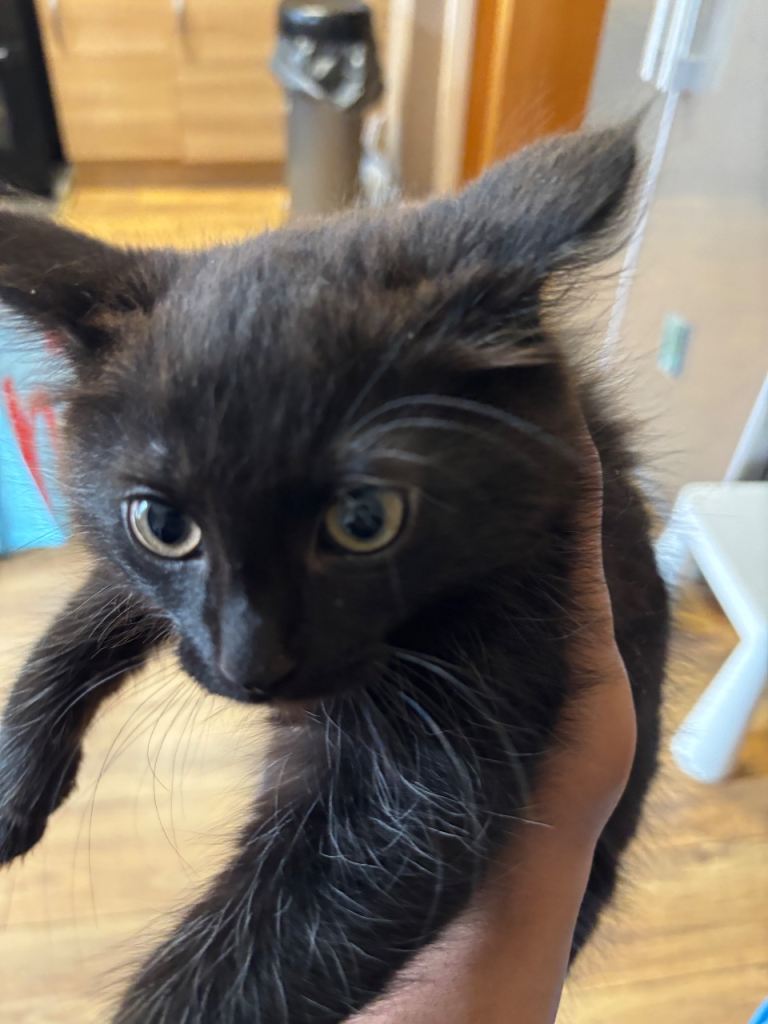 Playful 12 week old kitten