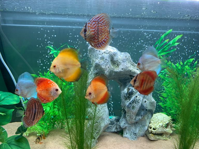 Aquarium fish tank ornament ( large ) 