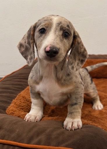 Mini dachshund pups for sale