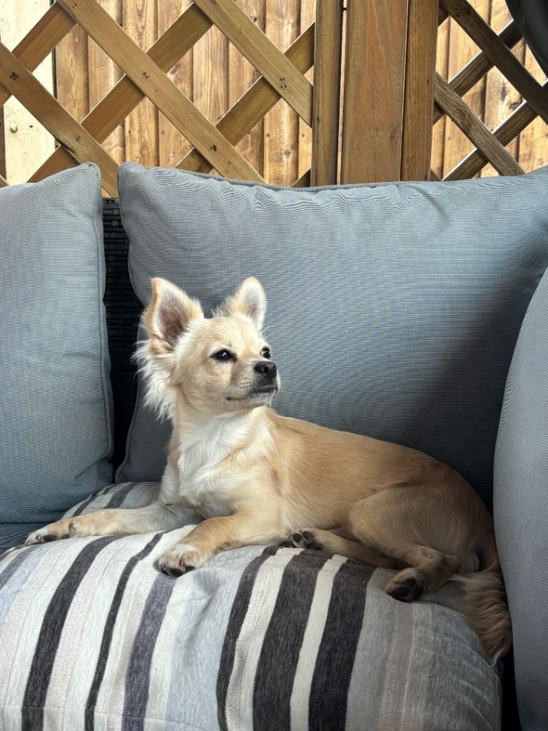 Male chihuahua 