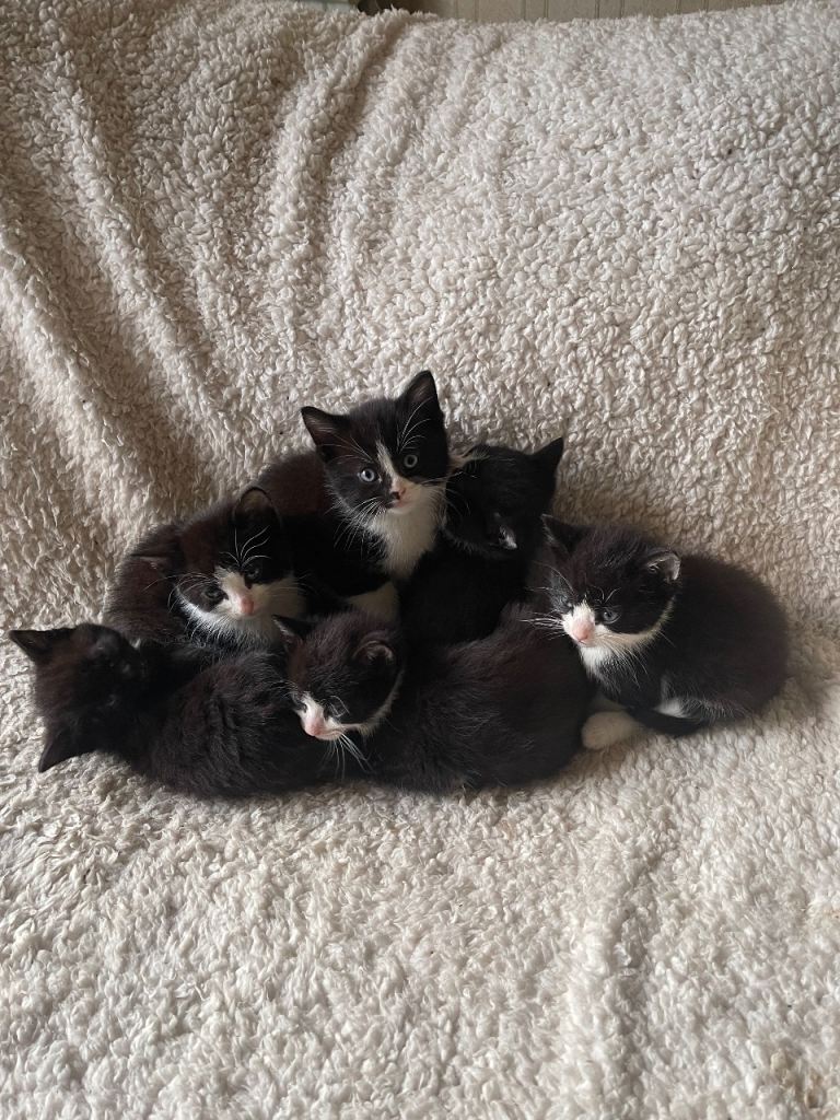 6 kittens for sale £30 each 