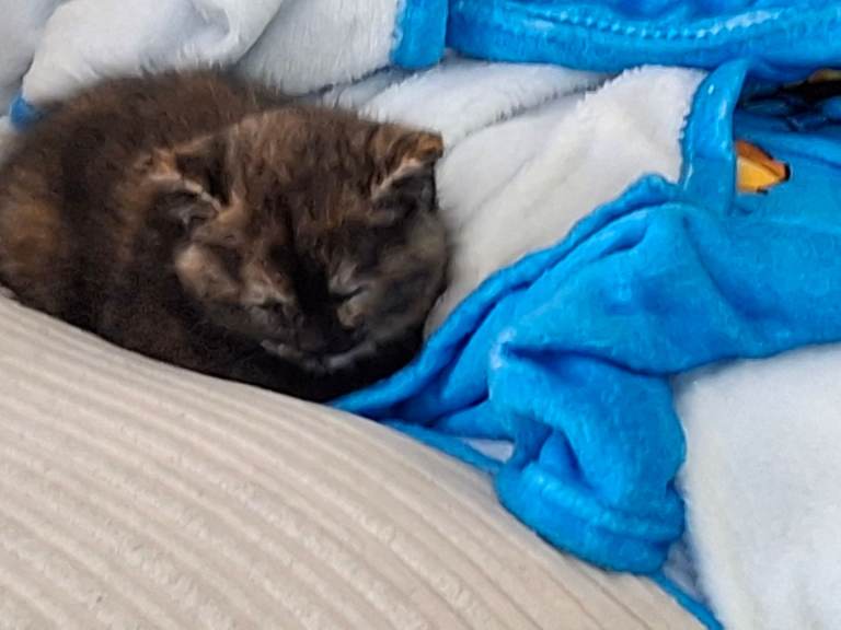 9 week old female kitten