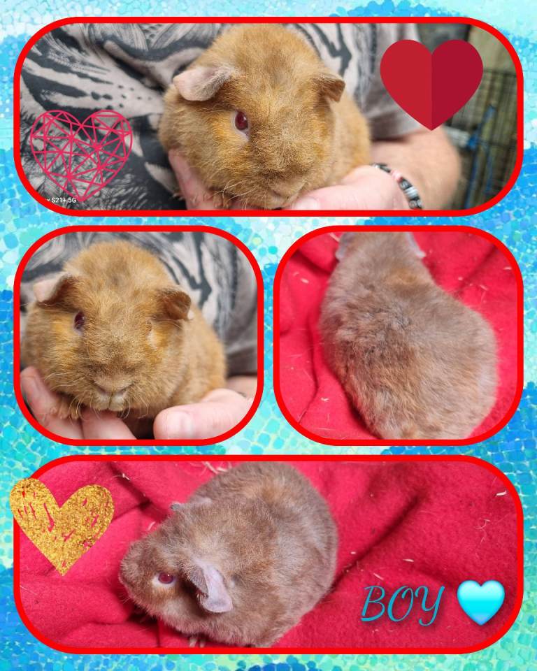 Baby Guinea Pigs  3 Boy Guinea Pigs 🩵 🐹
