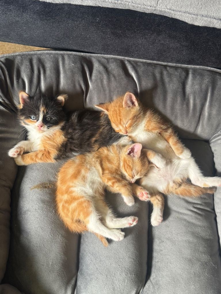 Sell are lovely cats 