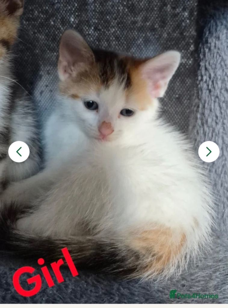 Kittens