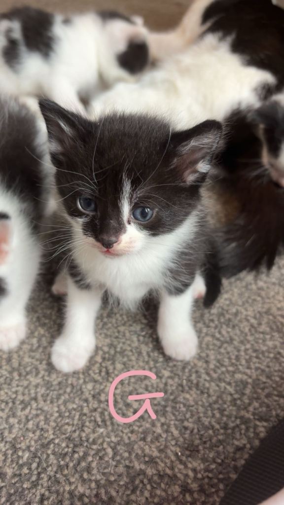 Black and white kittens 