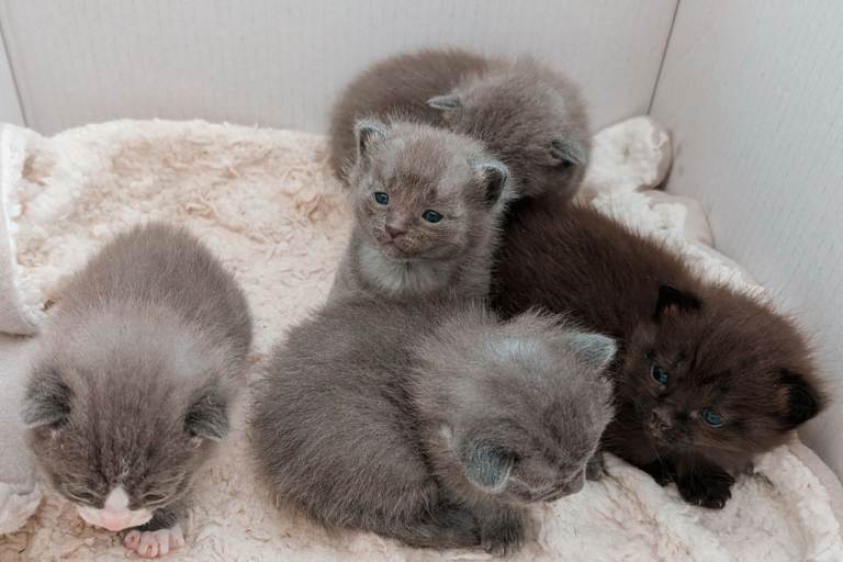 5 Gorgeous Ragdoll × Domestic Kittens 