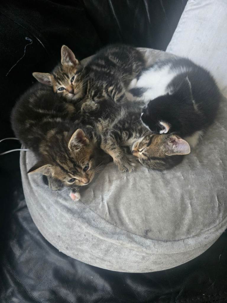 4 adorable kittens for sale