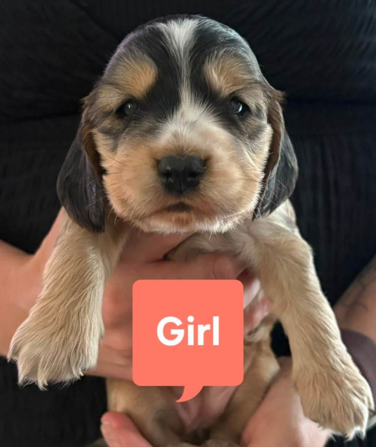 Show Cocker Spaniel Puppies