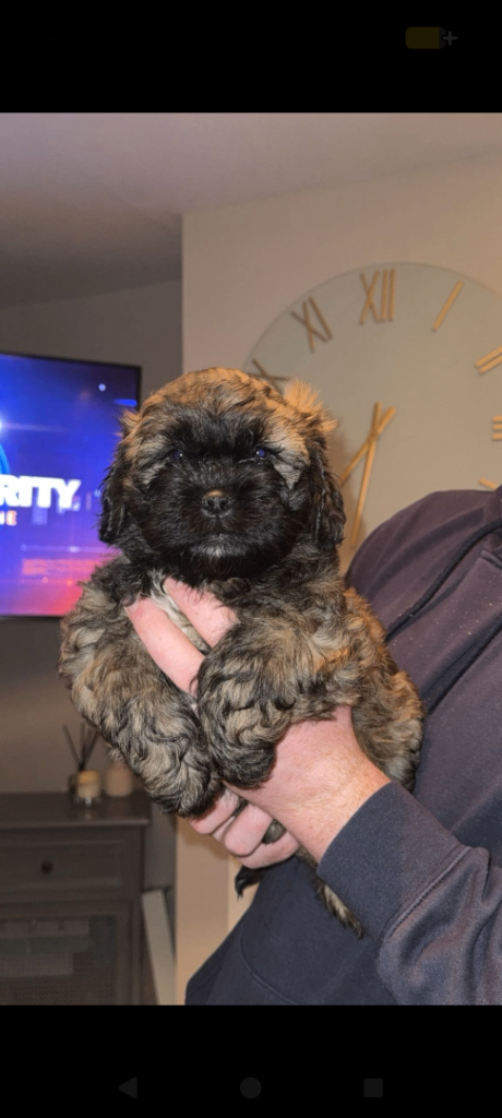Female shihtzu mixed with cavapoo puppy