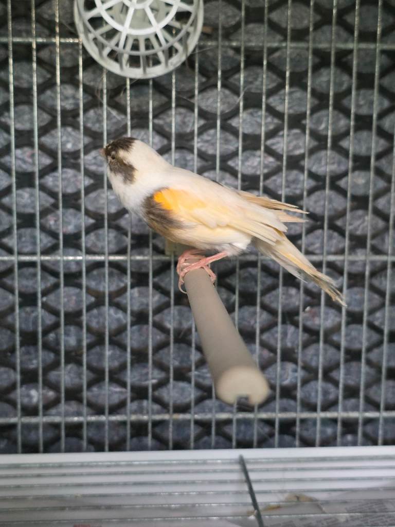 Canary for sale 