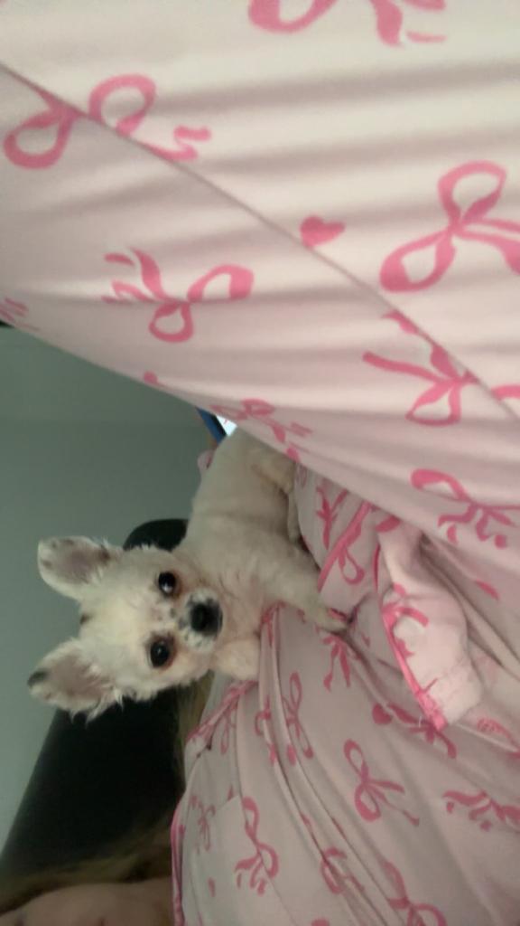 Chihuahua Male Puppy, 8 weeks old