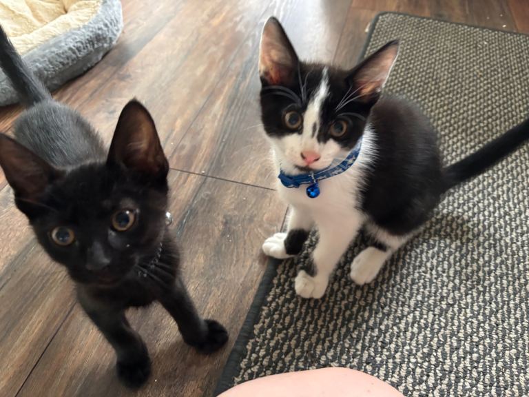 2 male kittens £80 ono for both 