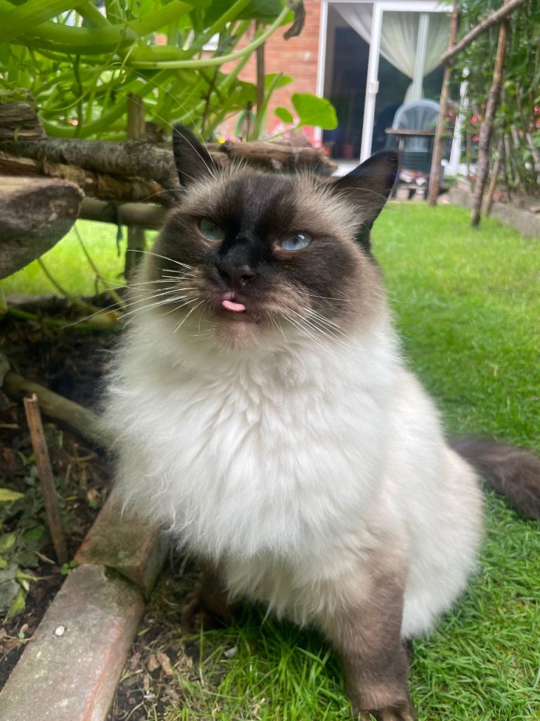 Pure Sealpoint Ragdoll for sale