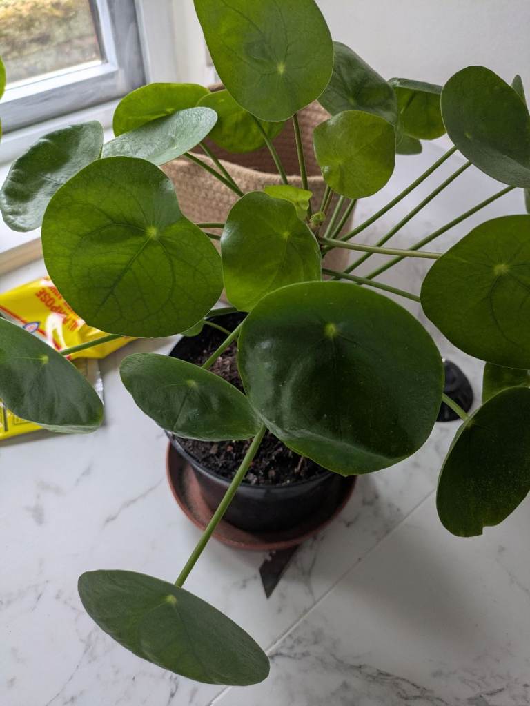 Chinese Money Plant 2Lt Pot
