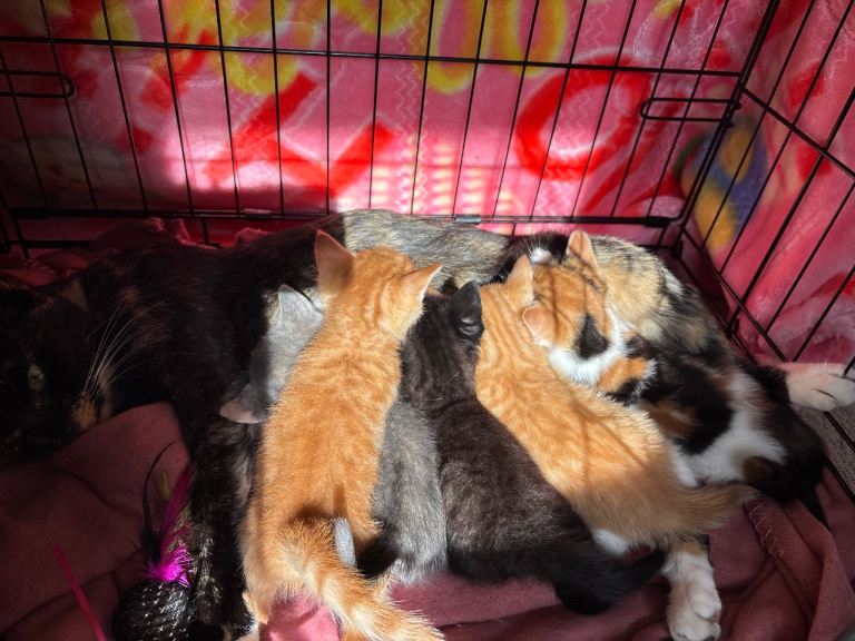 Kittens looking for forever home🐾