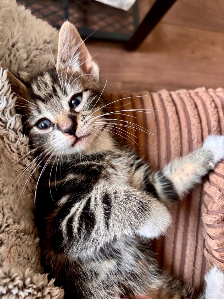 2 kittens for sale