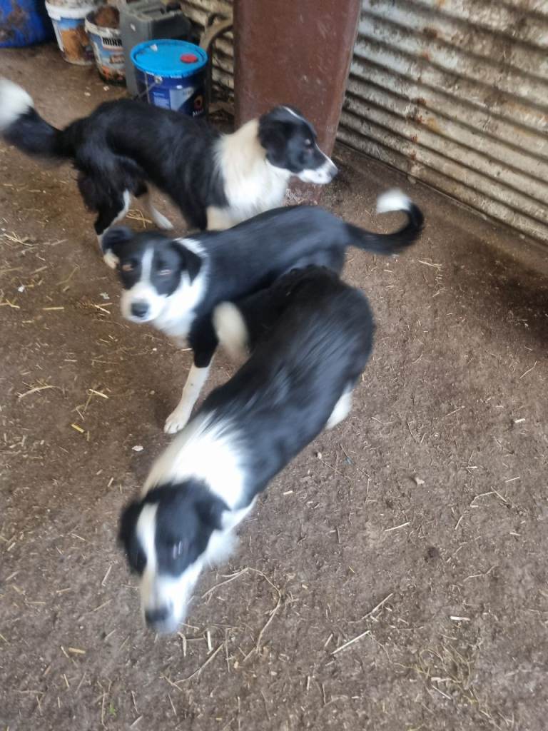 3 male border collie 