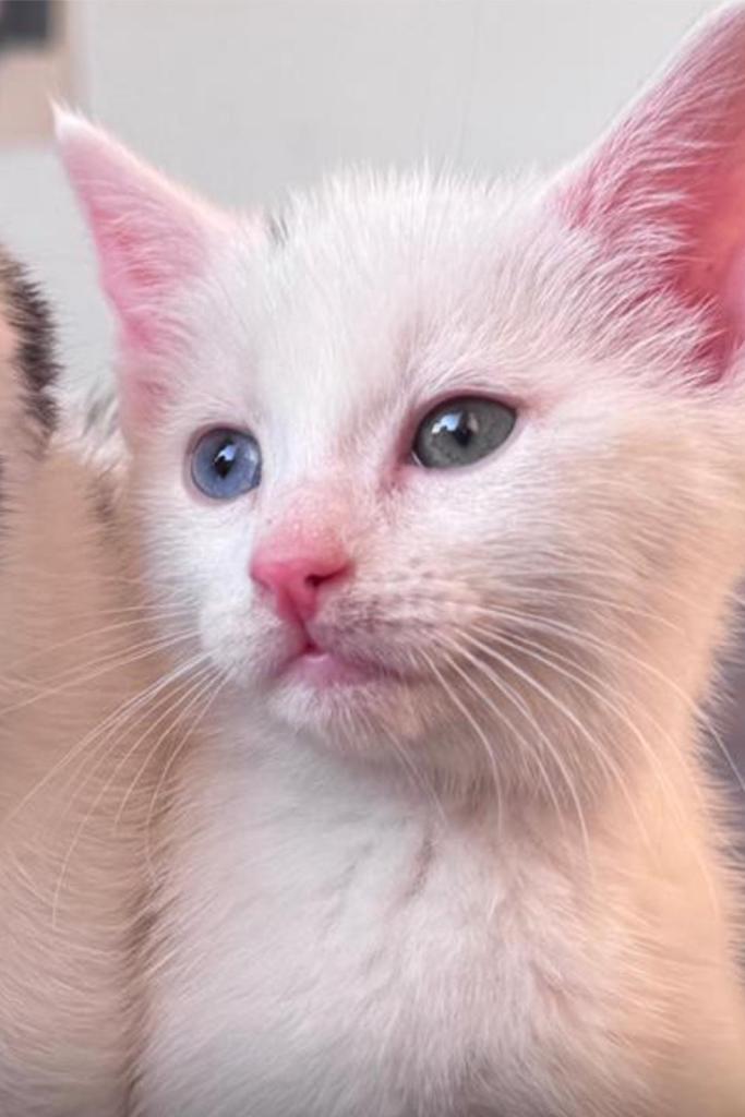     Two Cats – Loving Home Needed 