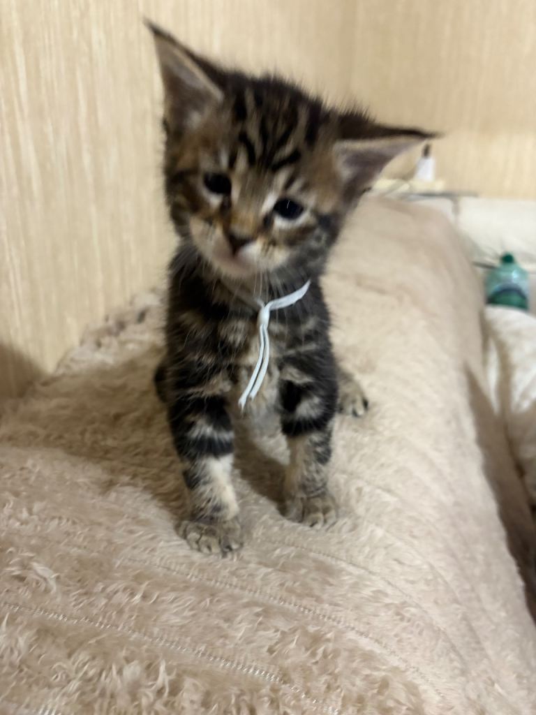 Maine Coon Kittens — Fluffy, Friendly, Ready Soon