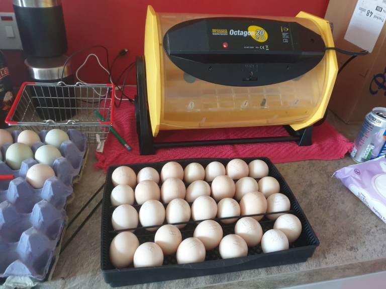Brinsea Octagon 20 with turning cradle & Electric hen.
