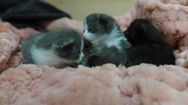Beautiful Maine Coon x kittens